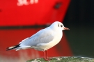 Möwe im Büsumer Hafen