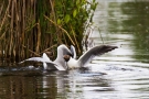 Streitende Lachmöwen (Chroicocephalus ridibundus)