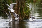 Streitende Lachmöwen (Chroicocephalus ridibundus)