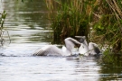 Streitende Lachmöwen (Chroicocephalus ridibundus)