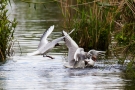 Streitende Lachmöwen (Chroicocephalus ridibundus)