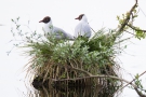 Lachmöwen (Chroicocephalus ridibundus) im Nest