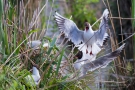 Streitende Lachmöwen (Chroicocephalus ridibundus)