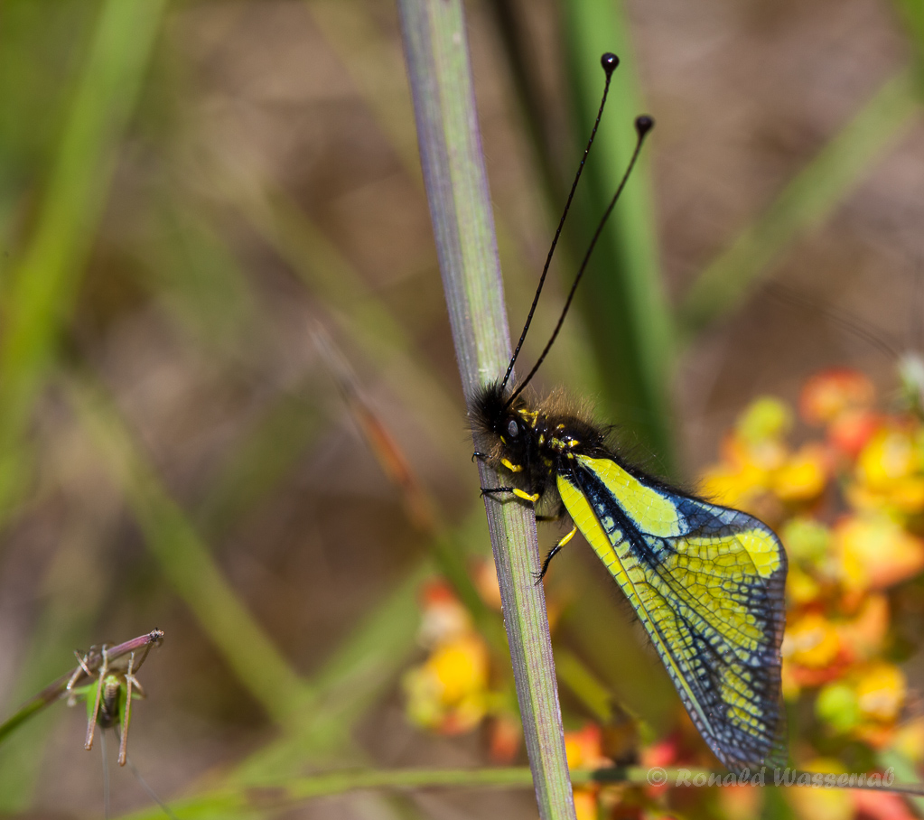 Libellen-Schmetterlingshaft (Libelloides coccajus)