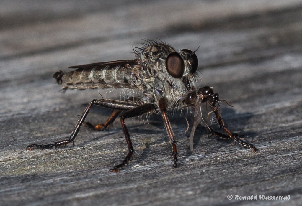 Raubfliege (Asilinae) mit Opfer