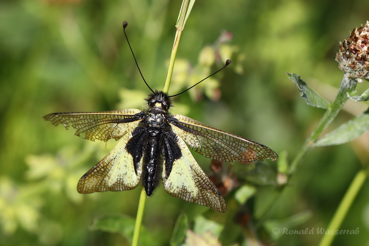 Libellen-Schmetterlingshaft (Libelloides coccajus)
