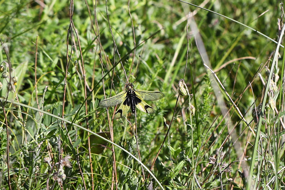 Langfühlerige Schmetterlingshaft (Libelloides longicornis)