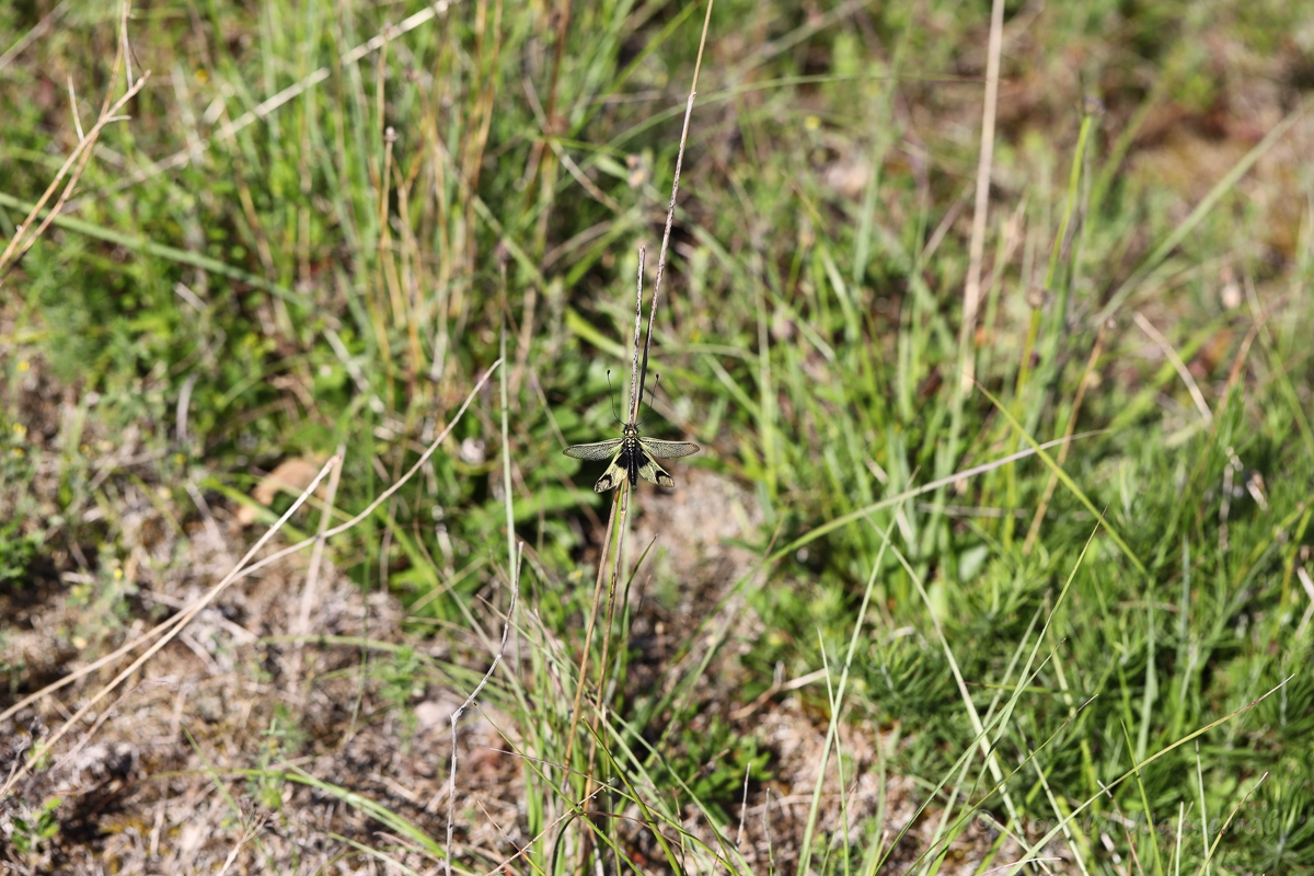Langfühlerige Schmetterlingshaft (Libelloides longicornis)
