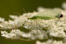 Gemeine Florfliege