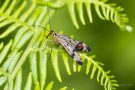 Gemeine Skorpionsfliege (Männchen) (Panorpa communis)