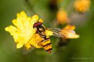 Hainschwebfliege (Episyrphus balteatus)