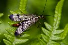 Gemeine Skorpionsfliege (Weibchen) (Panorpa communis)