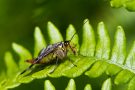 Gemeine Skorpionsfliege (Weibchen) (Panorpa communis)