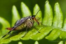 Gemeine Skorpionsfliege (Weibchen) (Panorpa communis)