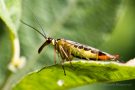 Gemeine Gemeine Skorpionsfliege (Weibchen) (Panorpa communis)