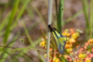 Libellen-Schmetterlingshaft (Libelloides coccajus)