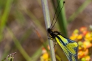 Libellen-Schmetterlingshaft (Libelloides coccajus)