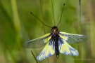 Libellen-Schmetterlingshaft (Libelloides coccajus - Männchen)