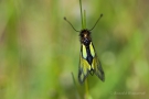 Libellen-Schmetterlingshaft (Libelloides coccajus)