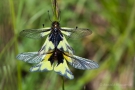 Paarung der LibellenSchmetterlingshaft (Libelloides coccajus)