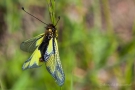 Libellen-Schmetterlingshaft (Libelloides coccajus - Weibchen)