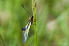Libellen-Schmetterlingshaft (Libelloides coccajus - Weibchen)