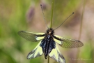 Libellen-Schmetterlingshaft (Libelloides coccajus)