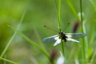 Libellen-Schmetterlingshaft (Libelloides coccajus)