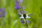 Libellen-Schmetterlingshaft (Libelloides coccajus)