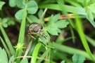 Pferdebremse (Tabanus sudeticus)