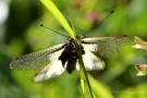 Libellen-Schmetterlingshaft (Libelloides coccajus)