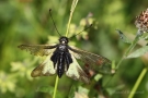 Libellen-Schmetterlingshaft (Libelloides coccajus)