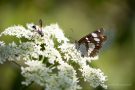 Blauschwarzer Eisvogel (Limenitis reducta) und Stahlblauer Grillenjäger (Isodontia mexicana)