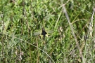 Langfühlerige Schmetterlingshaft (Libelloides longicornis)