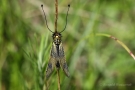 Langfühlerige Schmetterlingshaft (Libelloides longicornis)