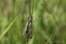 Langfühlerige Schmetterlingshaft (Libelloides longicornis)