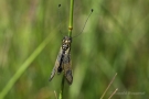 Langfühlerige Schmetterlingshaft (Libelloides longicornis)