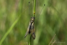 Langfühlerige Schmetterlingshaft (Libelloides longicornis)