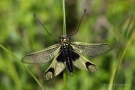 Langfühlerige Schmetterlingshaft (Libelloides longicornis)