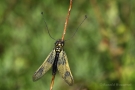 Langfühlerige Schmetterlingshaft (Libelloides longicornis)