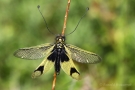 Langfühlerige Schmetterlingshaft (Libelloides longicornis)