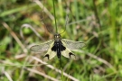 Langfühlerige Schmetterlingshaft (Libelloides longicornis)