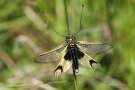 Langfühlerige Schmetterlingshaft (Libelloides longicornis)