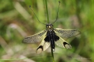 Langfühlerige Schmetterlingshaft (Libelloides longicornis)