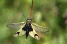 Langfühlerige Schmetterlingshaft (Libelloides longicornis)