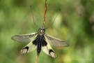 Langfühlerige Schmetterlingshaft (Libelloides longicornis)