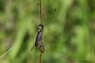 Langfühlerige Schmetterlingshaft (Libelloides longicornis)