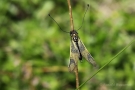 Langfühlerige Schmetterlingshaft (Libelloides longicornis)