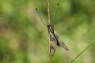 Langfühlerige Schmetterlingshaft (Libelloides longicornis)