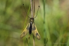 Langfühlerige Schmetterlingshaft (Libelloides longicornis)